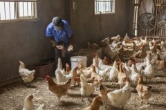 拉白痢、喜臥、腿瘸等大腸桿菌現(xiàn)象層出不窮？