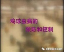 夏季球蟲到底該怎么預(yù)防治療？都在這里！