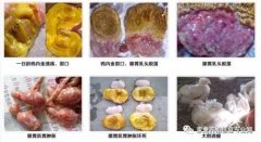 雞腺胃炎跟腸道混感?。夹g(shù)指導(dǎo)）