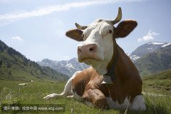 肥牛養(yǎng)殖過(guò)程中存在的問(wèn)題，以及解決的方法。