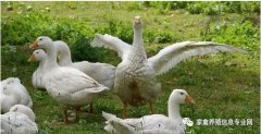 怎么治療鵝痛風(fēng)問(wèn)題？快進(jìn)來(lái)看看！