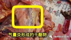 家禽氣囊炎其實(shí)不難治，找對(duì)方法最重要！